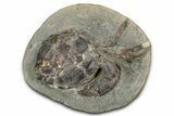 Eocene Fossil Crab (Pulalius) - Washington State #345519-1